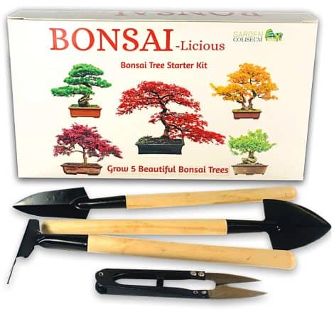 Bonsai Tree Starter Kit – Cultivate Your Own Bonsai Trees – Gardening Present. Extra Bonsai Mini Tools Included – Seed Growing Kit with 6 Seed Varieties, Suitable for Beginners, Special Gift Inspiration.